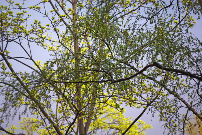 Before the May storm. - My, May, The photo, Tree, Nature, Spring, Before the storm, Leaves, , Longpost, Helios44-2