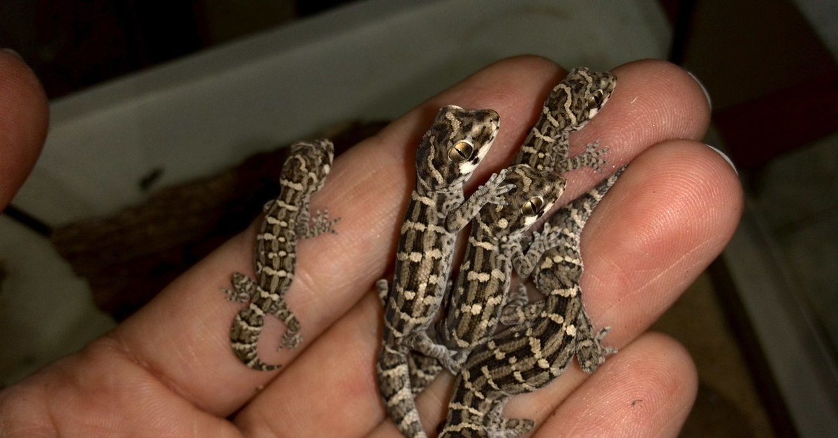 Гадюковых гекконов. Гадюковый геккон. Hemidactylus imbricatus. Легкие гадюкового геккона. Геккон гадюковый (тератолепис).