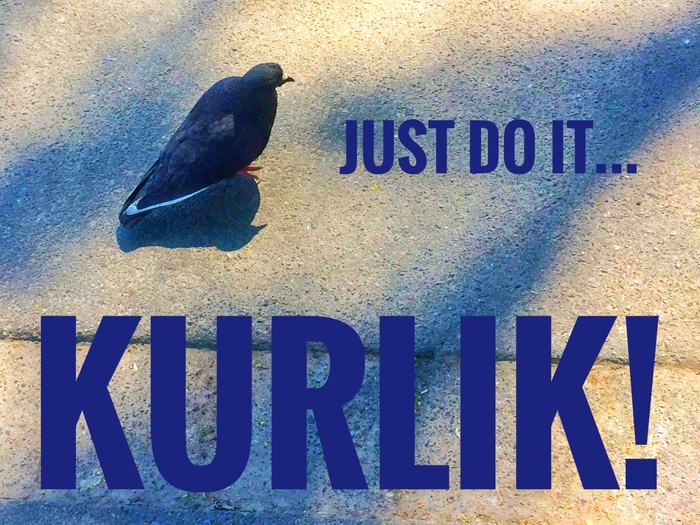 Kurlyk, yep! - My, Pigeon, Nike, The photo, Kurlyk