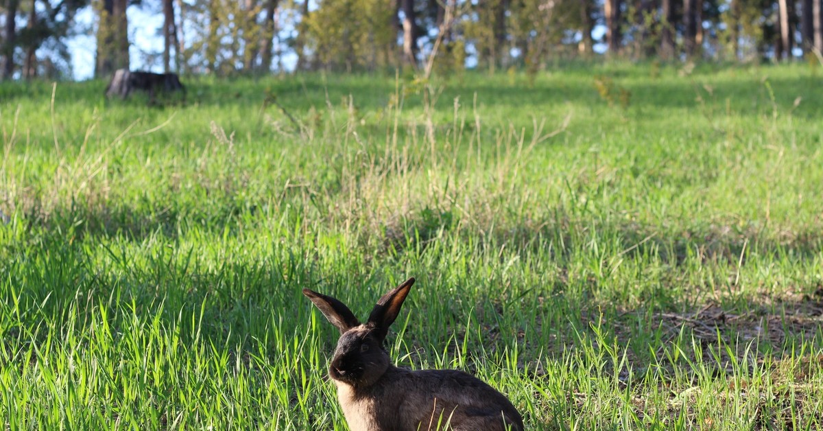 Лоро пьяно обувь мужская кроссовки зеленые. Weekend walk. Weekend walk. Loro piana my sneaker walk. Weekend walk.