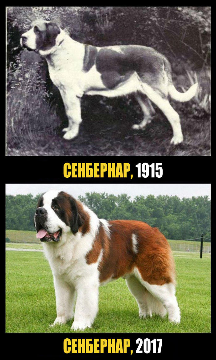СОБАКИ ПОРОДЫ ТОГДА И СЕЙЧАС