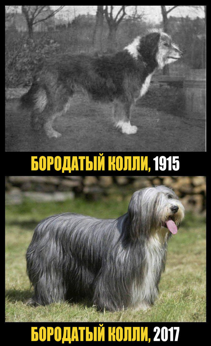 СОБАКИ ПОРОДЫ ТОГДА И СЕЙЧАС