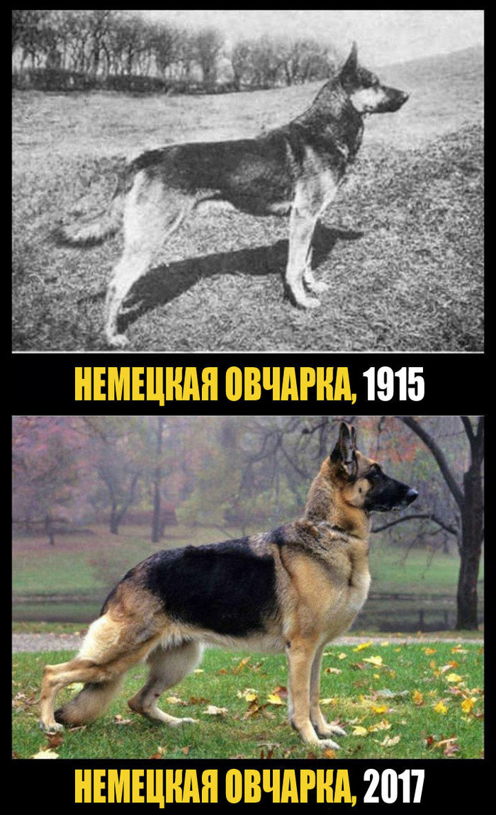 СОБАКИ ПОРОДЫ ТОГДА И СЕЙЧАС