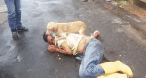 Собака охраняет своего хозяина