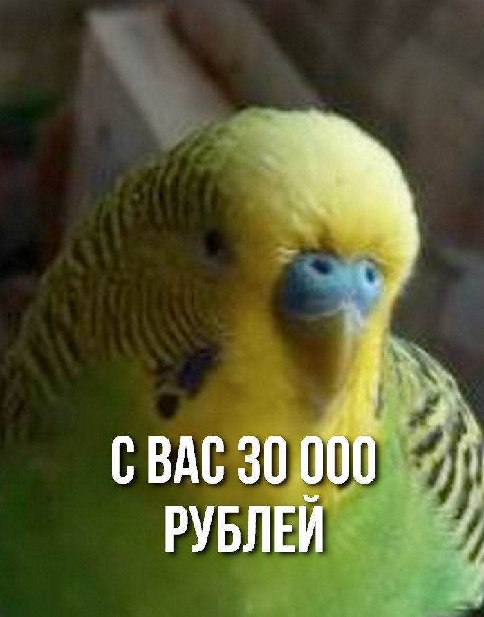 Doctor Popuginyan. - Doctor, The medicine, Survey, A parrot, Maksim, Как так?, Humor, Longpost, How?