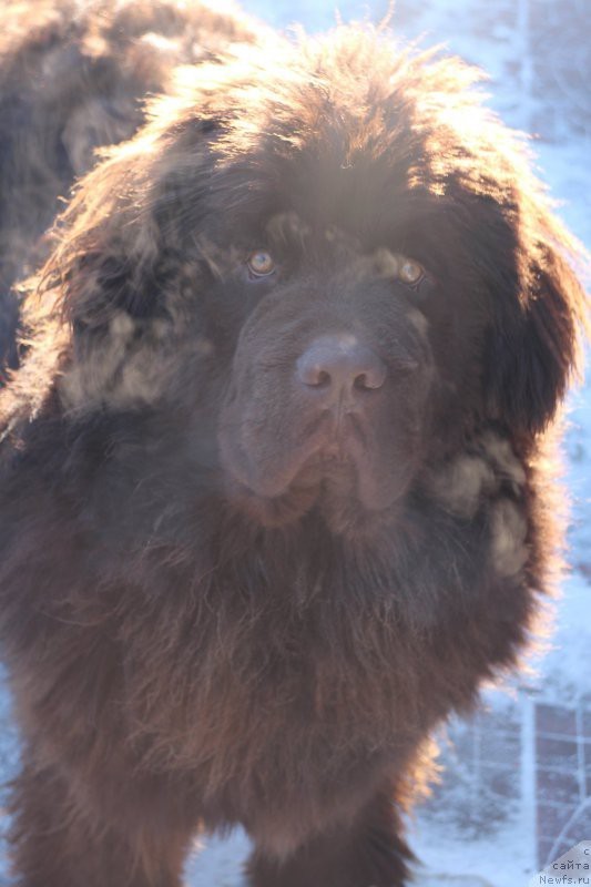 2 months to 2 years - My, Newfoundland, Dog, Friend, Longpost