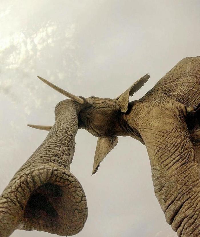 Слон (вид снизу) Слоны, Хобот, Ракурс