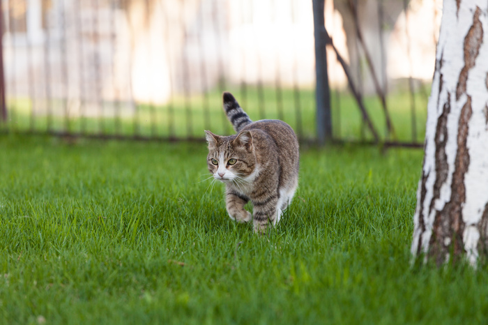 Are cats still trending? - My, The photo, cat, Lawn, Spring, Birch