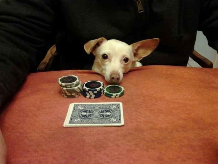 Support - Poker, The moral support, Dog