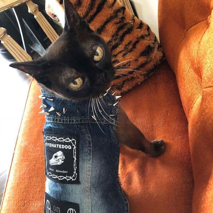 A friend made a punk denim jacket for his cat - The photo, cat, Vest