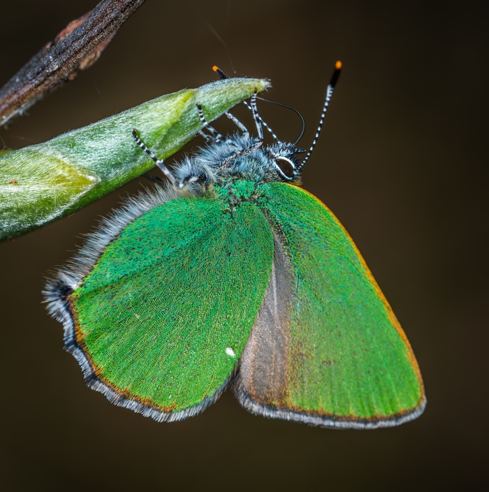 Raspberry - My, Butterfly, Insects, , Macro, Mp-e 65 mm, Macrohunt, , Longpost, Macro photography