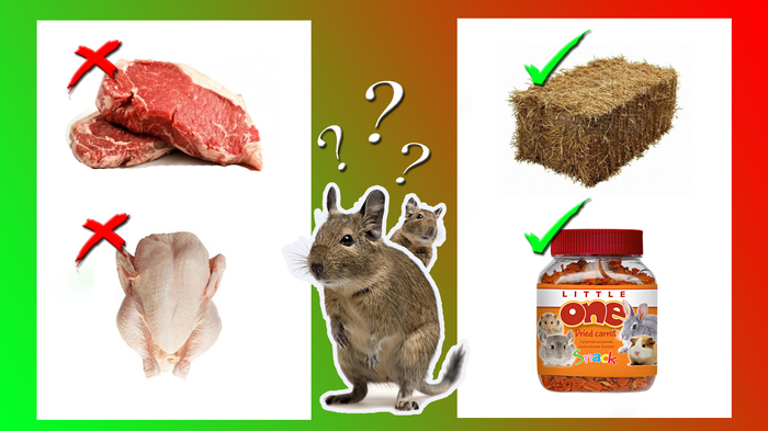 Food for degus. - My, Degu, , , Exotic animals, 