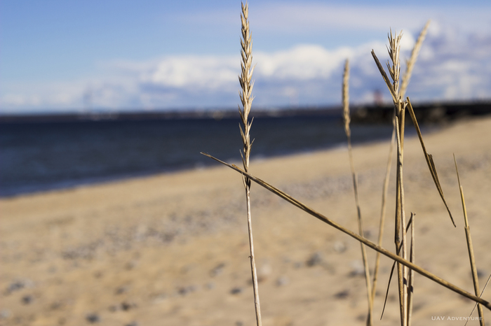 Spikelet - My, Nature, Sea, Blur, Canon 600D, Yongnuo, Yongnuo 50mm