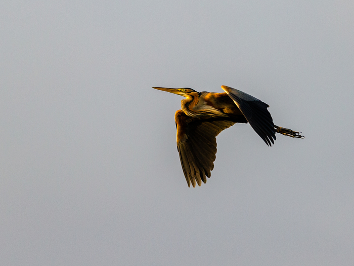 Gray heron in sunset light - My, The photo, Birds, Longpost, Heron, Gray heron