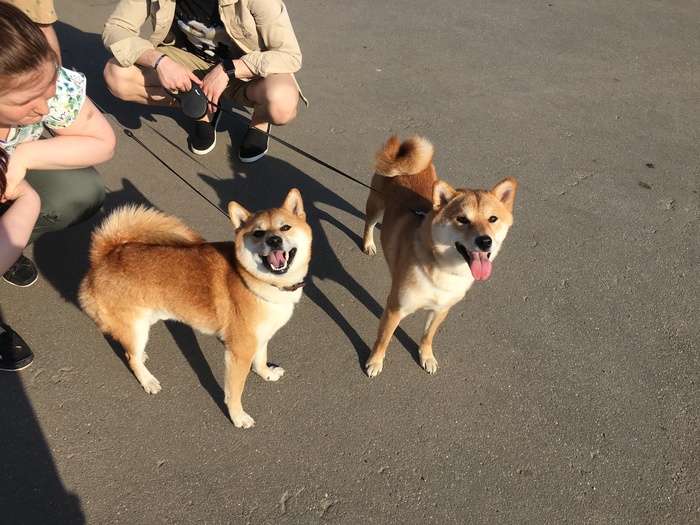 With brother - My, Shiba Inu, Dog, Animals