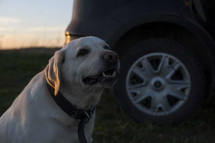 A compilation of nice boys and girls I've met in the past week. - Sheepdog, Cur, Labrador, Homemade, My, Dog, Longpost, Miniature schnauzer