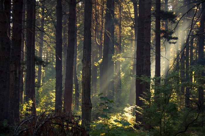 The beauty of the cedar forest beyond Tobolsk - The photo, My, Photographer, Nature, Landscape