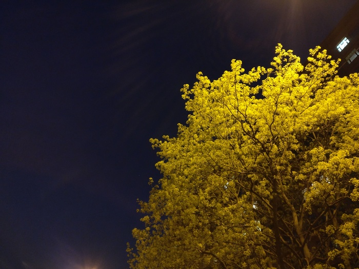 Nice - My, Night, Saint Petersburg, Tree, Nature, The photo, Mobile photography, 