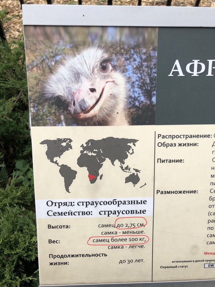 Male ostriches in the Kaliningrad Zoo. - My, Ostrich, Kaliningrad Zoo, Typo, C System