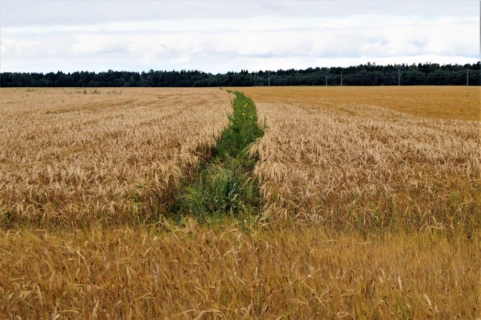 Between ......))) - My, Field, Barley, August