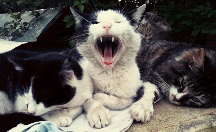 Yard Gang - My, cat, Yawn, Picture without text, The photo