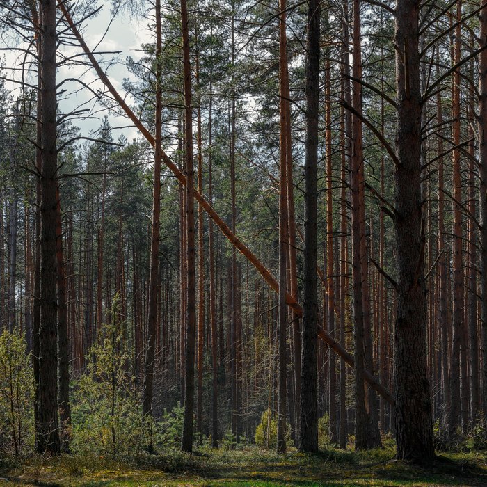 A piece of forest in your feed - My, Tver, Photographer, Landscape, Nature