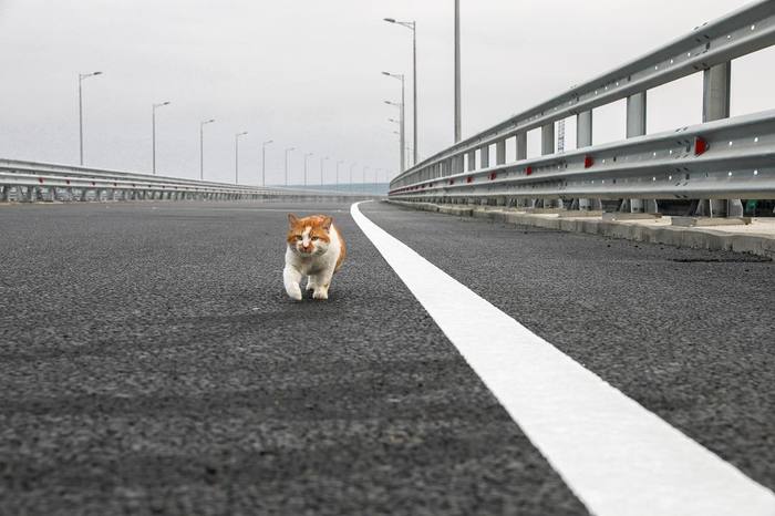 Cat Mostik checked the Crimean bridge before opening. - Crimean bridge, cat, Crimea, Russia, Kerch bridge