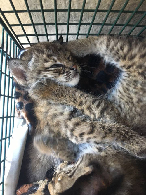 Lynx cubs mistaken for domestic kittens - news, USA, Animals, Lynx, Young, Longpost, Lynx