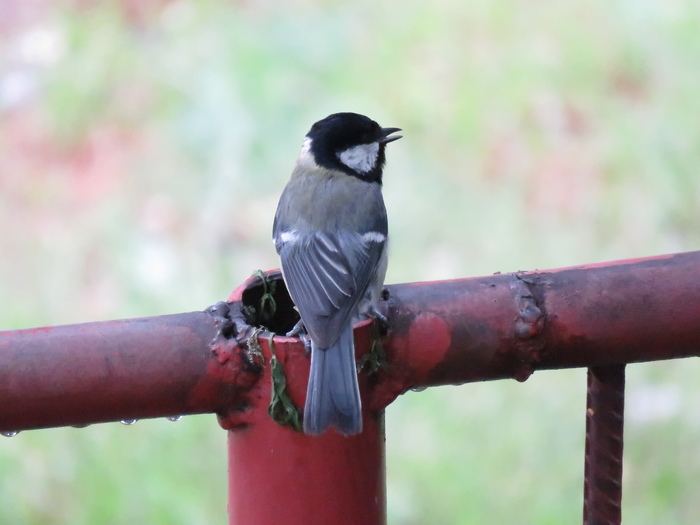 #tit - Kyrgyzstan, My, Tit