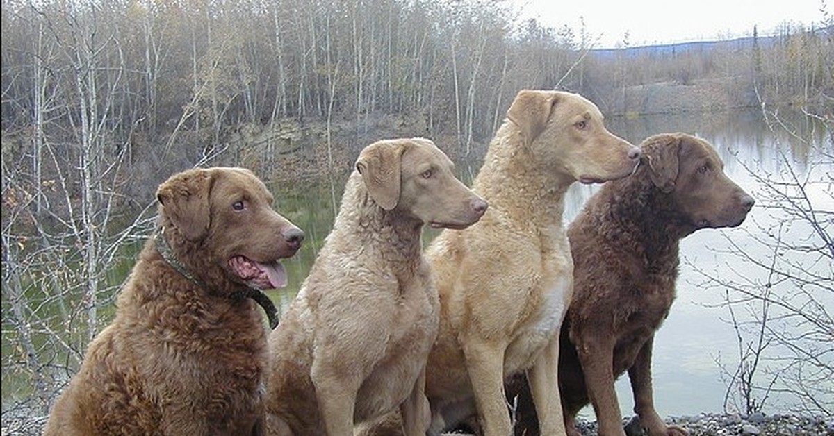 og og 1526386475231490627 15 سلالة من أفضل كلاب الصيد في العالم 6 15 سلالة من أفضل كلاب الصيد في العالم