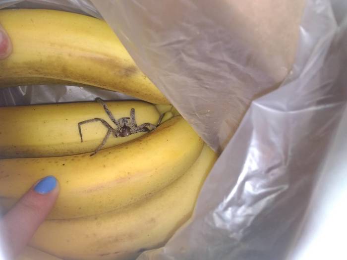 Bananas with a surprise - My, Pyaterochka, Score, Products, Banana, Spider, Biology, Suddenly
