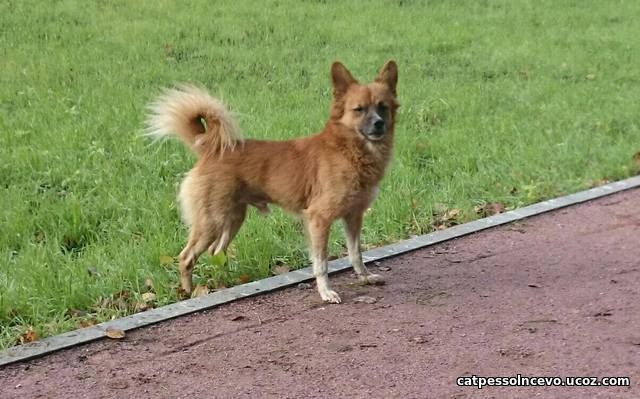 Guard dog Shibzik - My, Dacha, Dog, Security