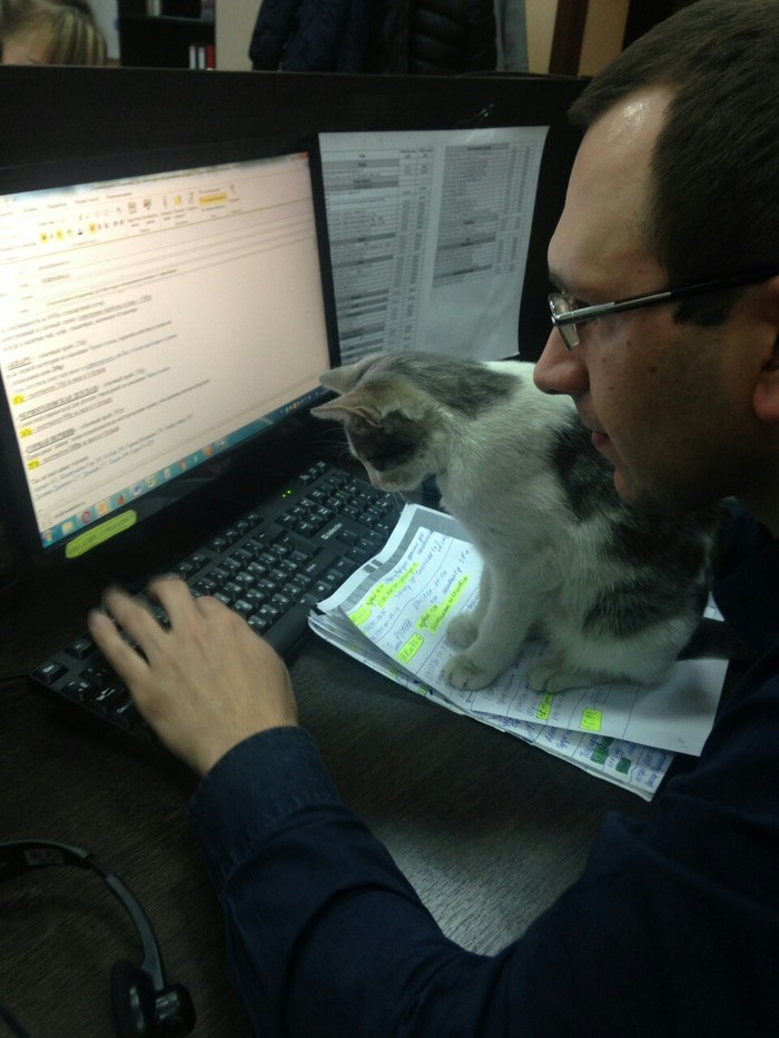 Boss: do whatever you want, report should be ready by monday - My, Animals, Milota, beauty, cat, Catomafia, Report, Work, Office