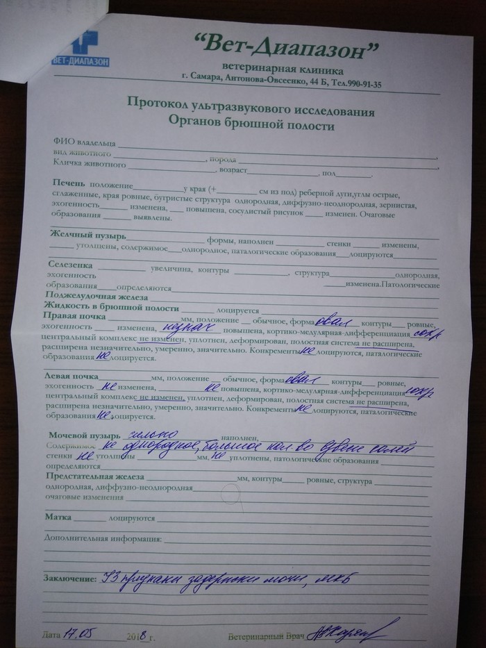 МКБ у кота. | Пикабу