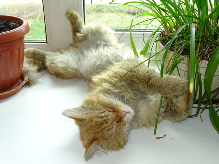 Worked for all 100!!! - My, cat, Redheads, Windowsill, Humor, Longpost, Relaxation