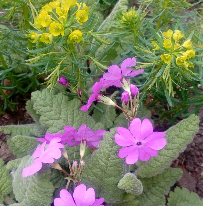 The charm of small flowers - My, Flowers, Spring