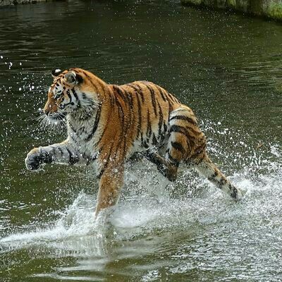 Когда что-то коснулось тебя под водой. - Фотография, Тигр, Вода