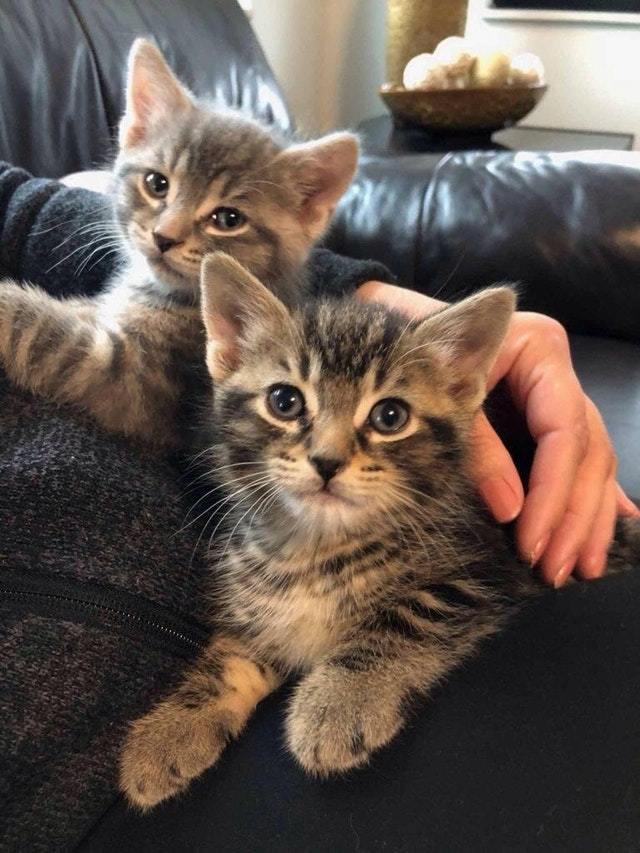 Two is better than one - cat, Animals, Pets, Milota, Reddit, Kittens