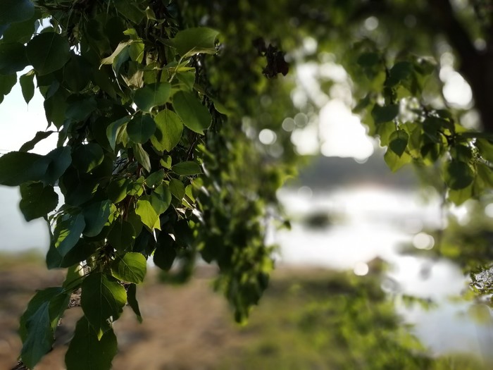 near the lake - Lake, Greenery, Longpost