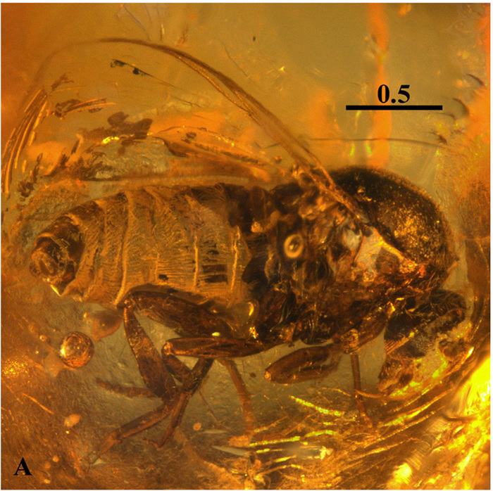 The study of ancient midges showed that birds mastered the Arctic already in the Mesozoic - Amber, Paleontology, The science, Birds, Mesozoic, Interesting, Copy-paste, Elementy ru, Longpost