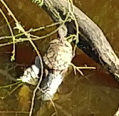 Peter, Ohta, turtle! - My, The photo, Animals, Saint Petersburg, River, Unusual, Turtle