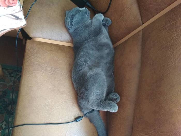 Когда твой кот разрядился