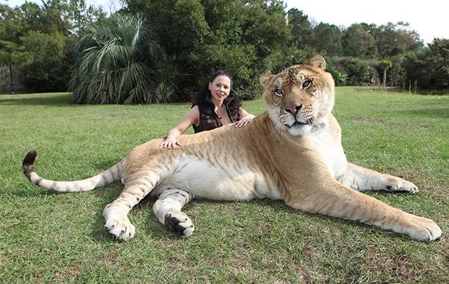 Лигр - самая большая кошка в мире. Лигр, Гибрид, Кот, Длиннопост