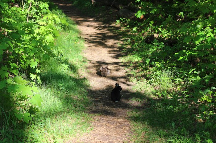 Прогулка в лесу