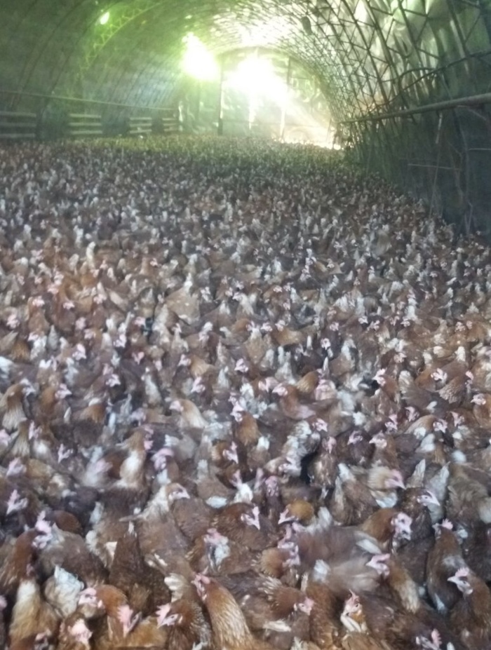 That's how my city became famous for something - Yakutia, Poultry farm, Nyurba, Hen, Poultry farm