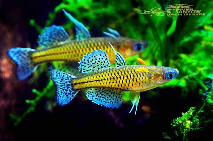 Pseudomugil gertrudae - ������������