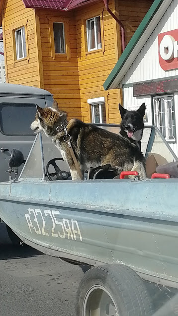 two in a boat - My, Dog, A boat, Road, Trailer, Longpost