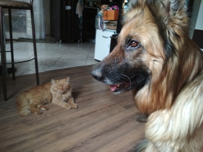 Who is the head in this house ? - My, cat, Dog