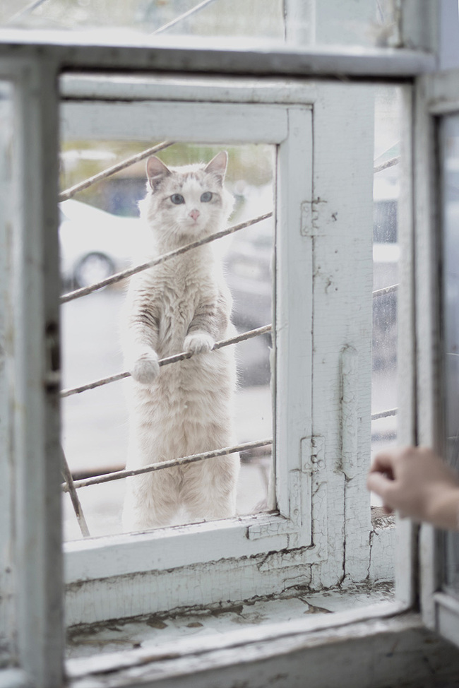 Кошка за окошком. - Фотография, Кот, Окно