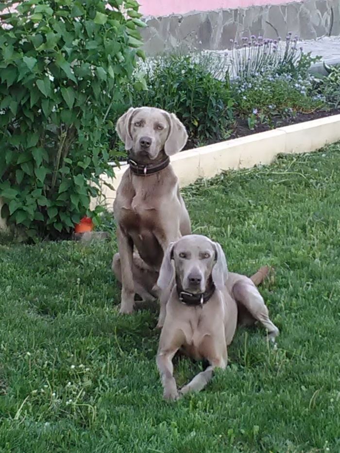 Opening of the summer season. - My, Weimaraner, Weimar Pointing Dog, Summer season, Longpost, Dog, Dacha